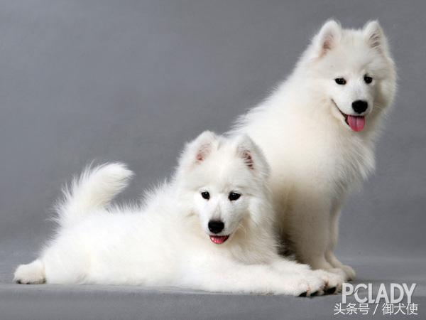 萨摩耶泪痕为什么要治,萨摩耶泪痕怎么办