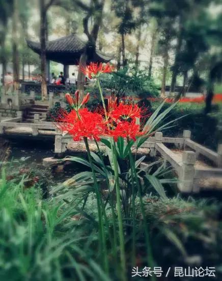 厉害了昆山陆家,厉害了江苏