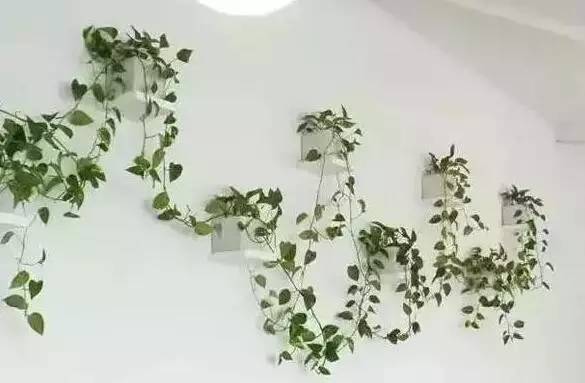 绿萝怎么摆放在墙上,摆在桌子上的绿萝