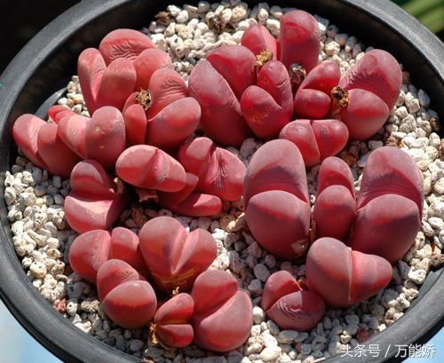 生石花屁屁花怎么养长得快,生石花屁股如何养