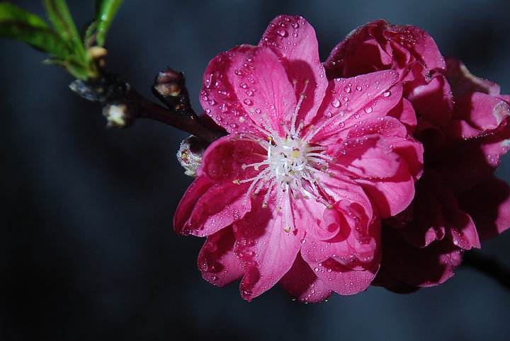 五绝硕果,绝美诗词冷门七绝