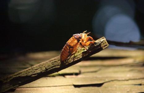 五绝硕果,绝美诗词冷门七绝