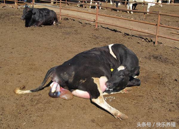 母牛养殖技术及注意事项,母牛产后饲料配方和喂养方法