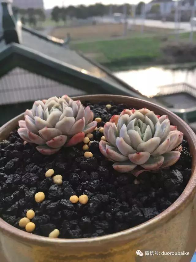 吾家有女初长成全文小说,吾家有女初长成小说精彩阅读