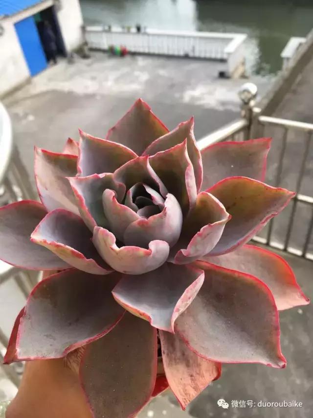 吾家有女初长成全文小说,吾家有女初长成小说精彩阅读