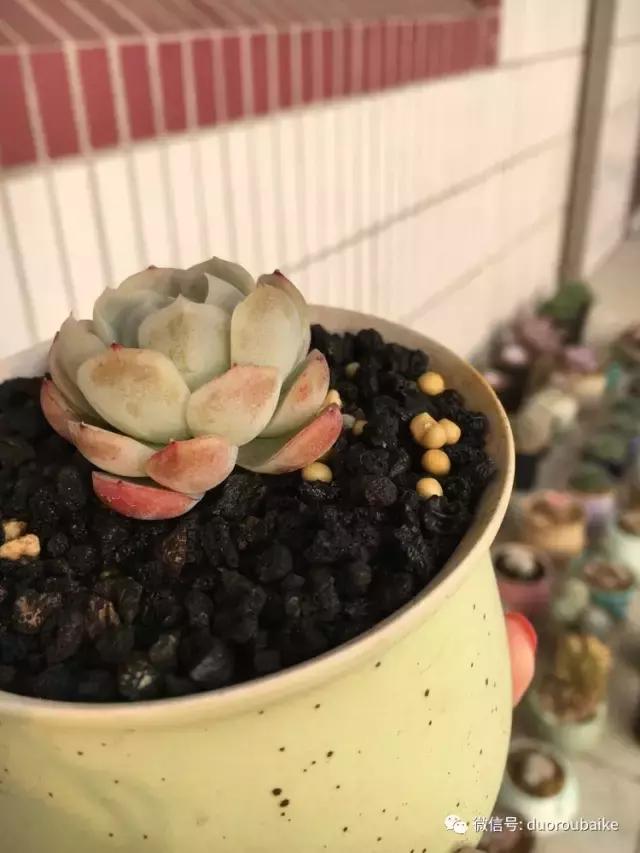 吾家有女初长成全文小说,吾家有女初长成小说精彩阅读