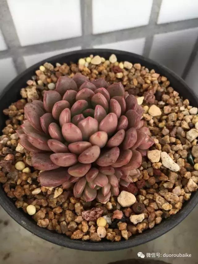 吾家有女初长成全文小说,吾家有女初长成小说精彩阅读