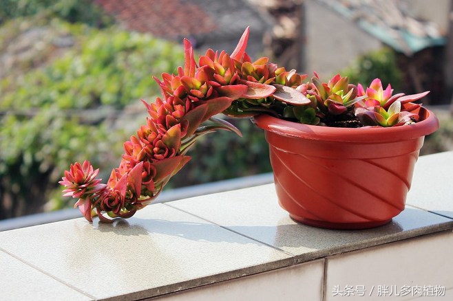 秋火莲多肉,秋火莲和火祭怎样修剪