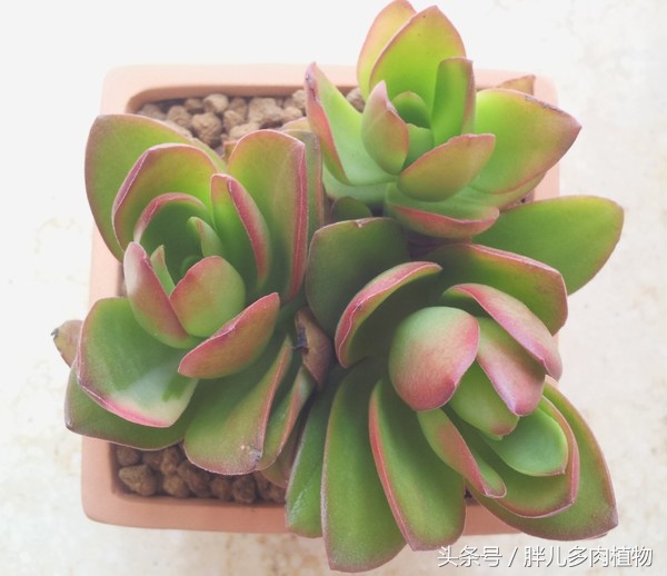 秋火莲多肉,秋火莲和火祭怎样修剪