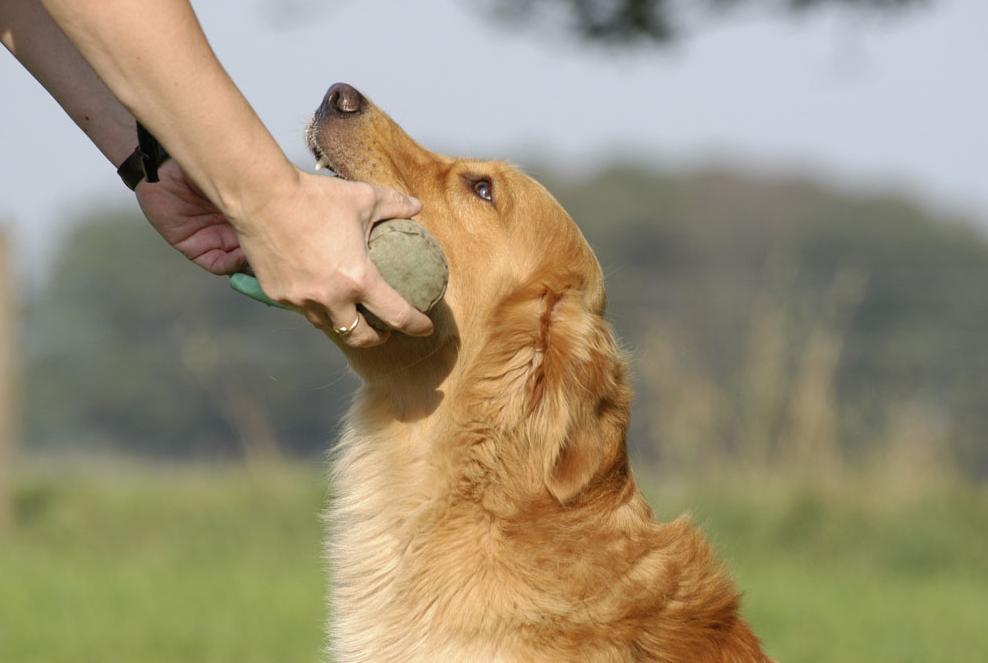 买狗受骗小知识,买狗防骗的最佳方法