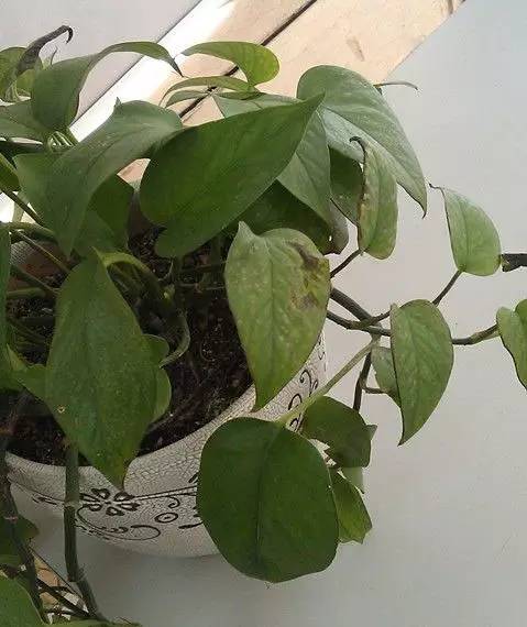 绿萝出现黄叶是因为缺肥料吗,柱形绿萝出现黄叶干叶怎么养