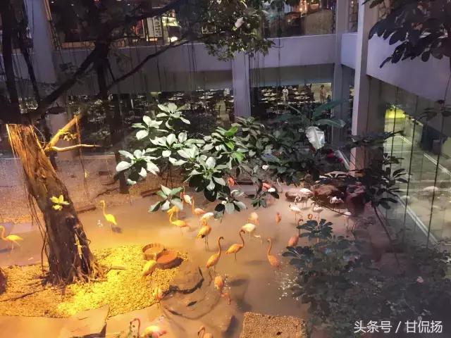 广州长隆国际马戏城游玩攻略,长隆动物世界马戏票