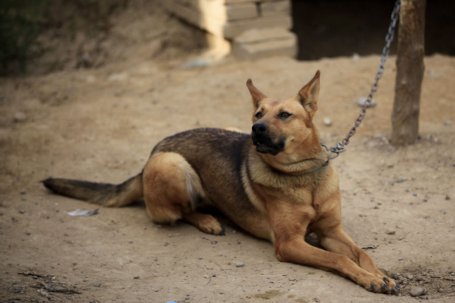 梦到狗咬人怎么回事,梦到小狗咬人预示着什么