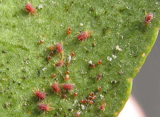 柑橘红蜘蛛最佳防治时间和方法,红蜘蛛为什么难防治