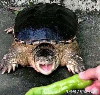 鳄龟被主人吃,喂鳄龟吃东西鳄龟害怕