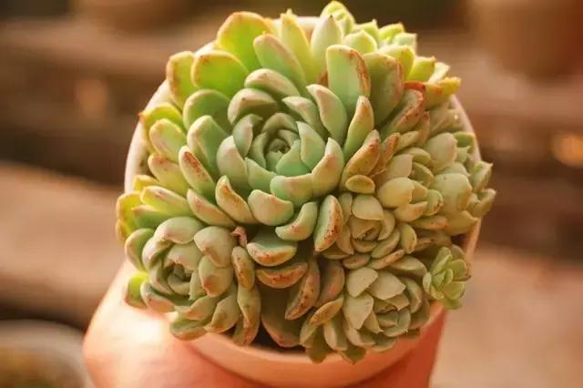 肉锥多肉刚栽上多久浇水,多肉浇水的时候漏水怎么办