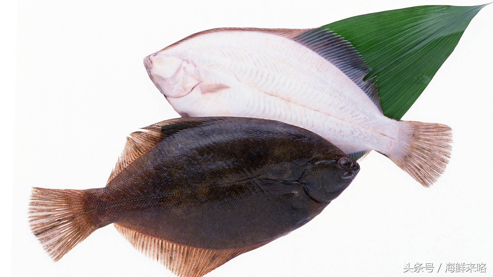 哪种海鱼吃着最简单,哪种海鱼喜欢吃肉
