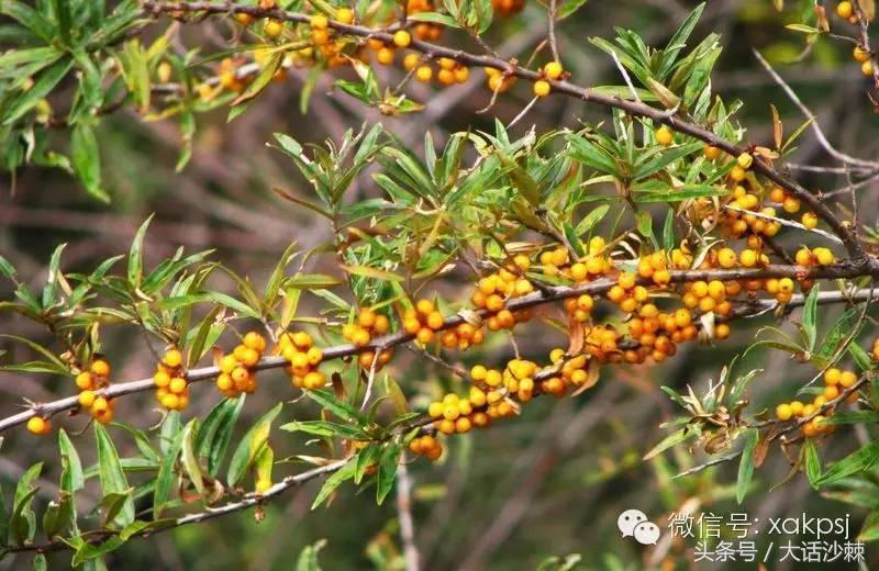 小果子的功效与作用,小果子寓意
