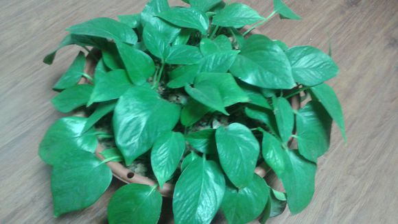 水培绿萝跟土培绿萝该怎么施肥,水培绿萝几天喂营养液