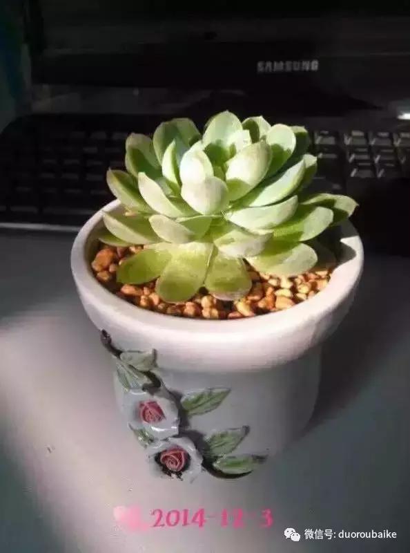 一株多肉治愈整个人心,一棵多肉的逆袭