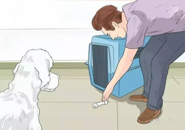 泰迪犬的喂养方法注意事项,泰迪犬的正确喂养方法图解