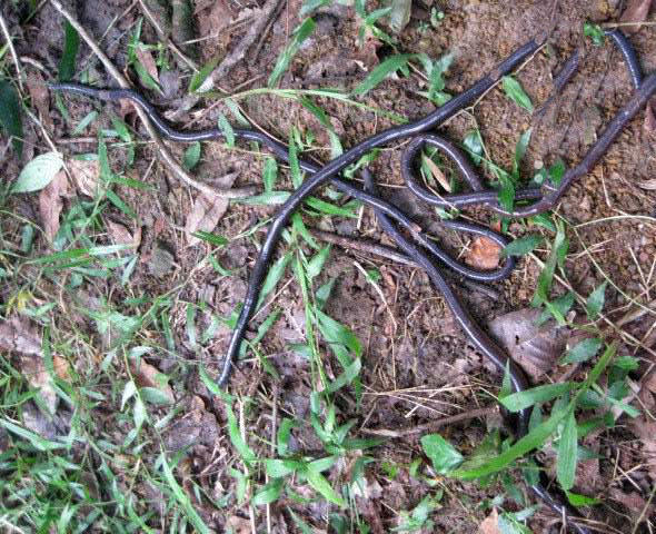 用黑蚯蚓钓黄辣丁,用黑蚯蚓钓什么鱼