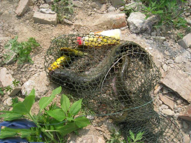 用黑蚯蚓钓黄辣丁,用黑蚯蚓钓什么鱼