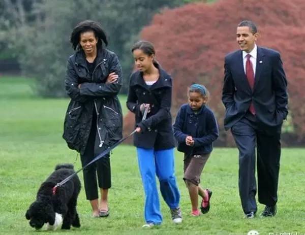 小区很多野狗,小区到处都是狗粑粑谁来管