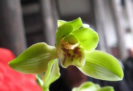 云南最贵的兰花品种有几种,云南兰花名贵品种图片介绍