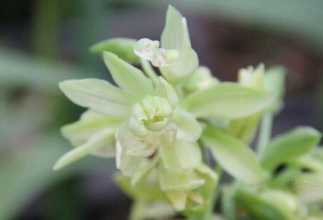 云南最贵的兰花品种有几种,云南兰花名贵品种图片介绍