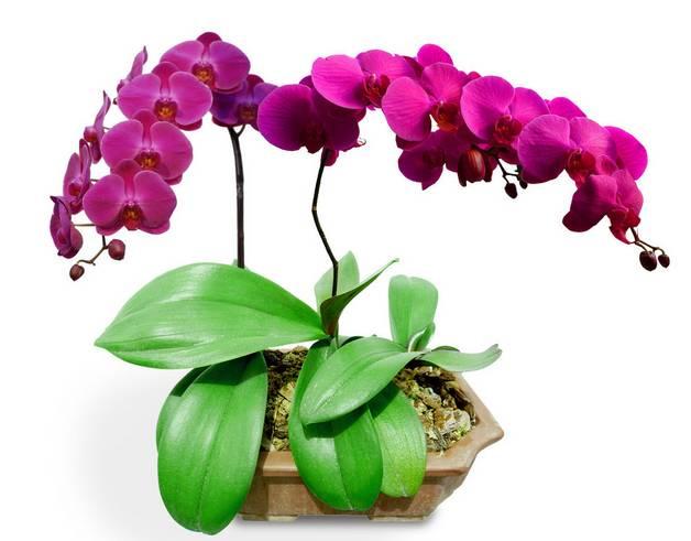 云南最贵的兰花品种有几种,云南兰花名贵品种图片介绍