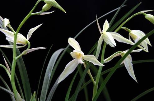 云南最贵的兰花品种有几种,云南兰花名贵品种图片介绍