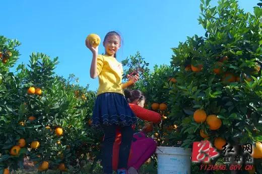 用VR看花海是种怎样的体验?这周就去免费看~