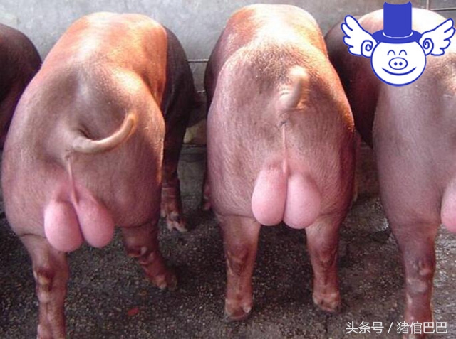 母猪怀不上,母猪怀不上孕用什么药