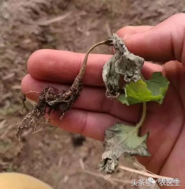 种丝瓜露天病害要什么药水防治,丝瓜炭疽病和角斑病的区别