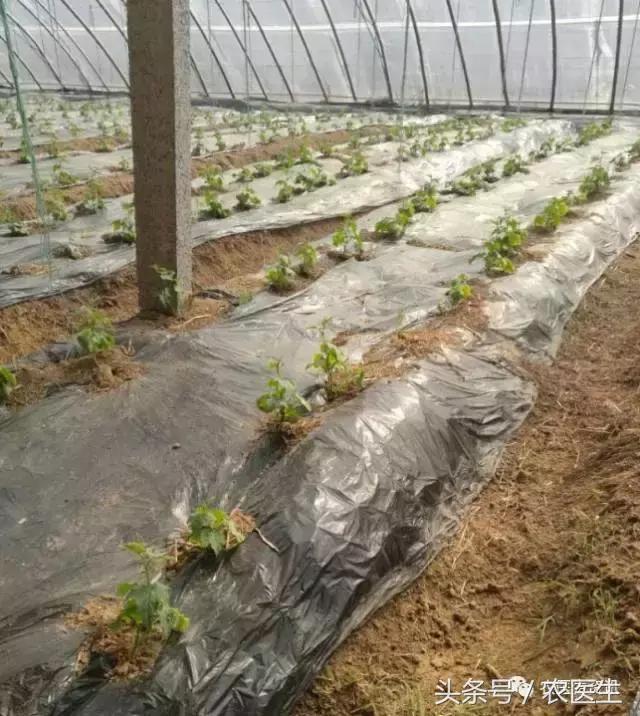 种丝瓜露天病害要什么药水防治,丝瓜炭疽病和角斑病的区别