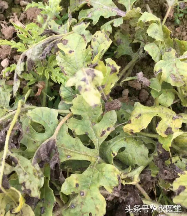 种丝瓜露天病害要什么药水防治,丝瓜炭疽病和角斑病的区别