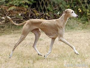 世界上最贵的三种狗狗是哪些,世界上最贵的十种宠物狗