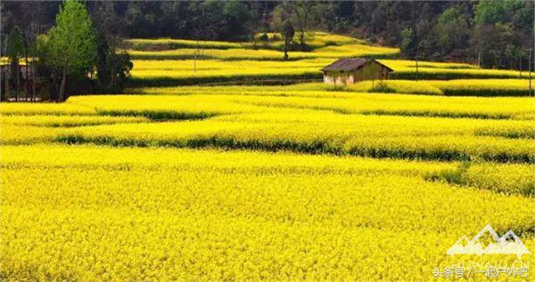 2018汉中油菜花主会场自驾游路线,2018年汉中油菜花海主会场揭秘