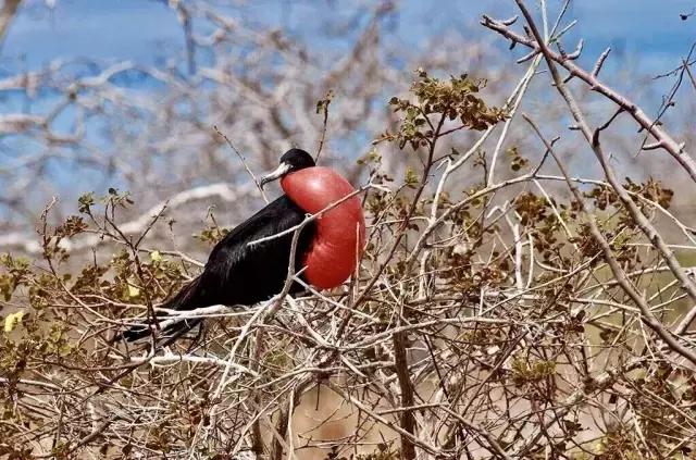 这才是旅行的样子，从亚洲至南美洲，他比我们多了点勇气和决心
