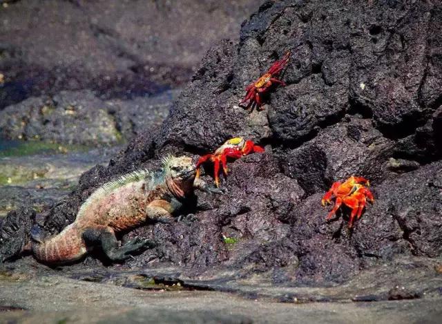 这才是旅行的样子，从亚洲至南美洲，他比我们多了点勇气和决心