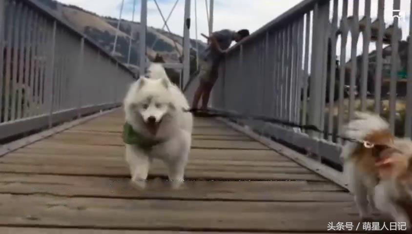 狗狗食道扩张的原因,狗狗食道扩张的症状