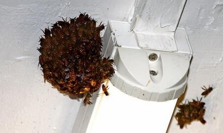 新加坡勿洛引来一群蜜蜂！如果蜜蜂到你家怎么办？