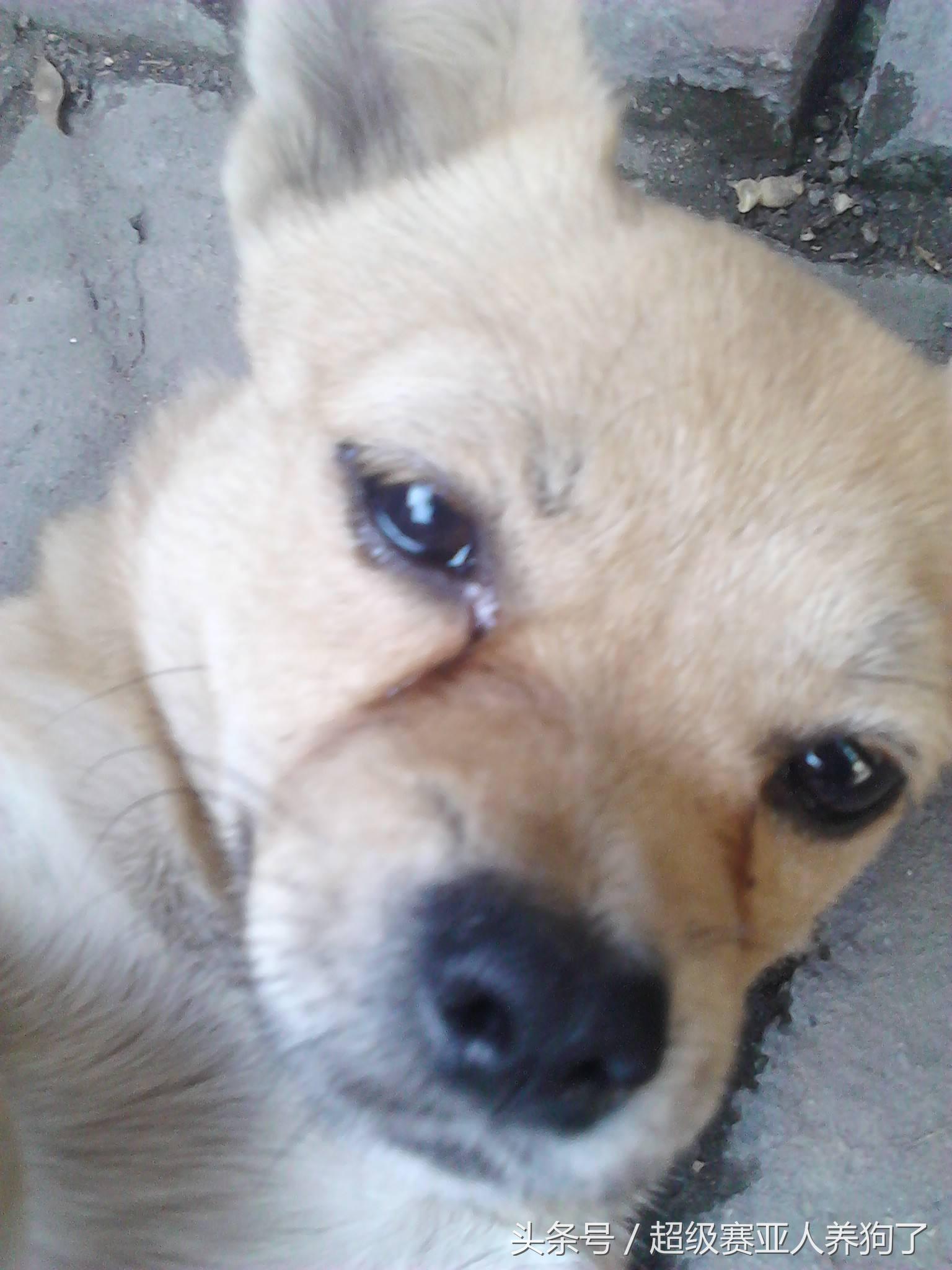 狗狗十大癌症,狗狗九大致命疾病