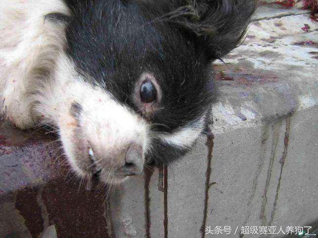 狗狗十大癌症,狗狗九大致命疾病