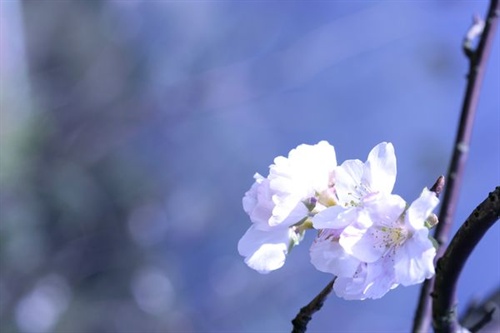 今日话题——三月来了，你最想做点什么？