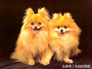 博美犬到底有多可爱,博美犬真可爱