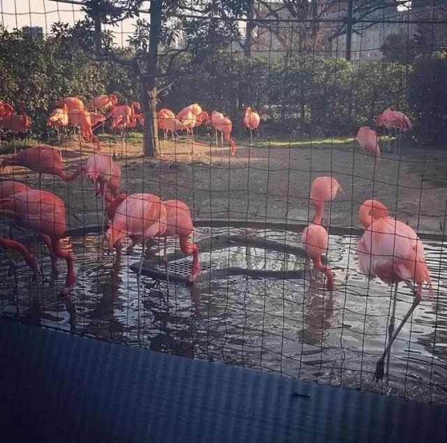 不去看樱花去看海,不去看樱花看西府海棠