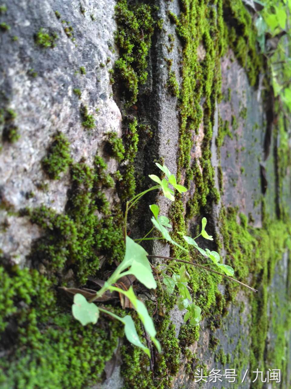 利用微信如何进行营销推广,如何利用微信营销推广自己