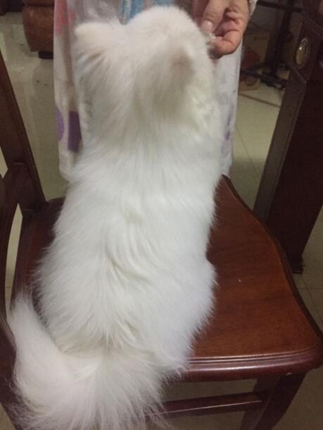 不小心踩到狗它会记仇吗,不小心踩到狗狗它一直呲牙